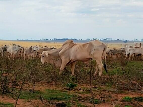 Imagem de compartilhamento para o artigo Fiscais encontram 737 bois com fome, desnutridos e aplicam multa de R$ 368 mil em fazenda de Paraíso das Águas da MS Todo dia